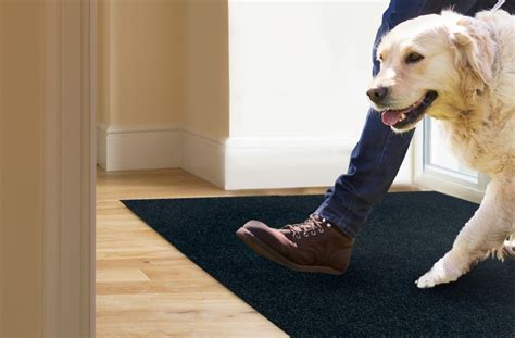 carpet stain resistant pets